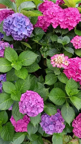 Доброе утро и прекрасного настроения! 🌸💕🌸💕🌸 #моицветы #цветы #гортензия #цветывсаду #люблюцветы 