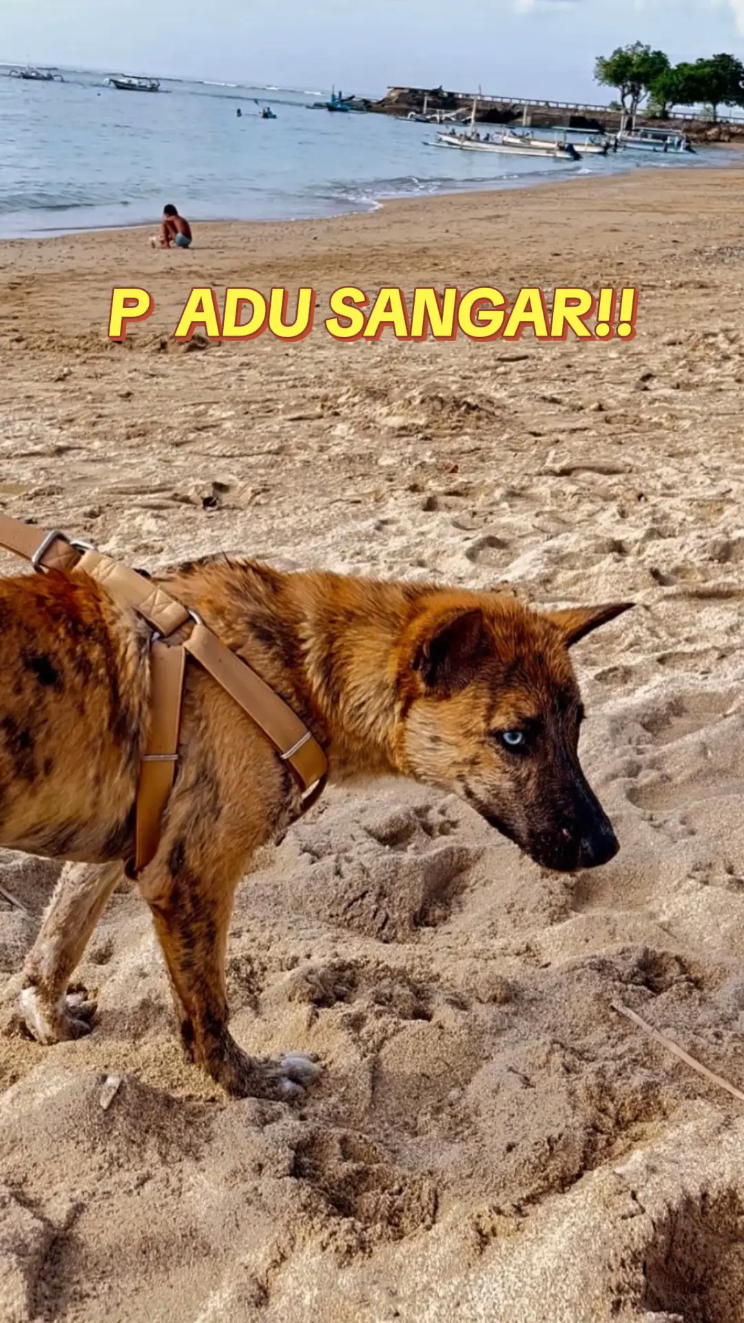 #dogbali #anjing #noah #fyppppppppppppppppppppppp 