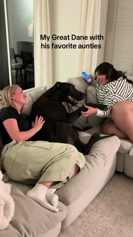 The big smile, tail and the PAW 💔 #greatdane#dogs#greatdanesoftiktok#danes#dogmom 