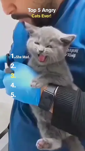 Top 5 Angry Cats Ever! #cat #funnycat #fyp #catsoftiktok #cutecat 