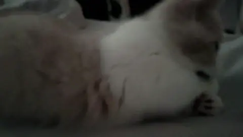 #cat #cuteanimals #funnyvideos #lovely 
