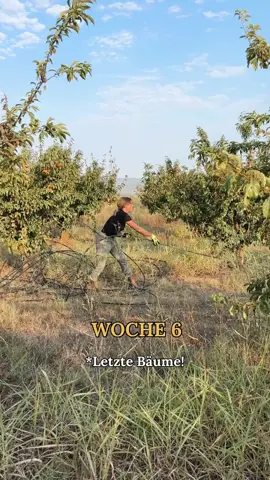 Wir haben eine Ranch zu erschaffen und ihr könnt den Werdegang begleiten 😍 . Woche 6: Bye Bye Bäumchen! 🌳 #lopinonataco #lopinranch #ranch #ranchbuilt #tarragona 