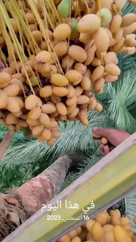 #في هذا اليوم