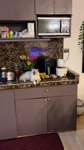 #prinsisa#pusa#funnyvideos #catsoftiktok 