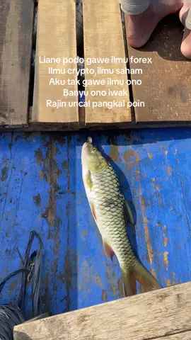 Rajin uncal pangkal poin lek ra mocel tapi wkwk #castingfishing🎣 #mancingmaniamantap🐟🎣 #castinghampala 