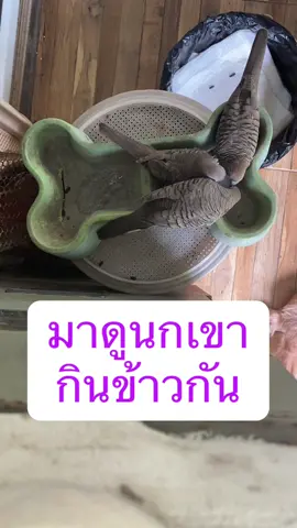ที่บ้านผมจะมีนกเขามาขอกินข้าวสารทุกวัน ผมจะตักทิ้งไว้ให้ทุกวันเลยครับ #นกเขา #ข้าวสาร #เลี้ยงนก 