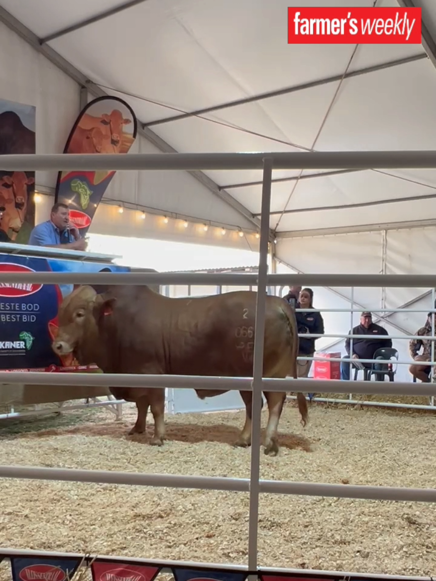 Lot 7, JE Visagie from the Northern Cape sold Afrikaner bull JE 220066 HH for R170 000 at the Afrikaner National Auction in Bloemfontein. @FarmTalk by Tinus  #farmersweeklysa  #livestockauctions #cattleauction  #afrikanercattle 