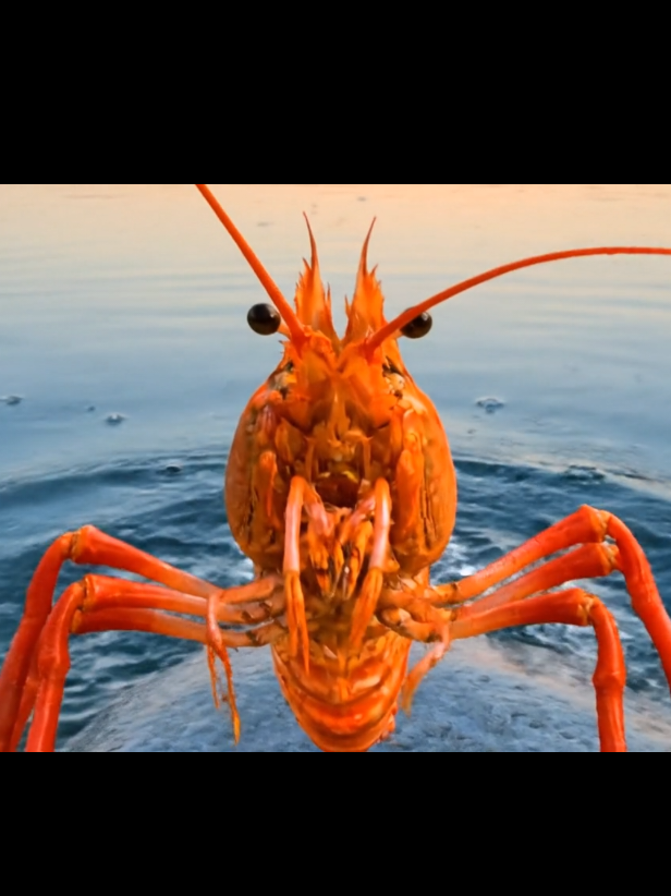 เจ๊กุ้งเฮียกุ้ง #ฮาๆ #ตลก #veo3 #กุ้ง #ai 