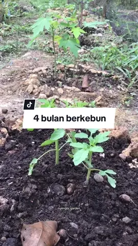 perjalanan hampir 4 bulan berkebun, ga berasa udah banyak yang tumbuh di kebun mini ini, masyaAllah ☺️✨ #sayurorganik #menanamdirumah #minigarden 