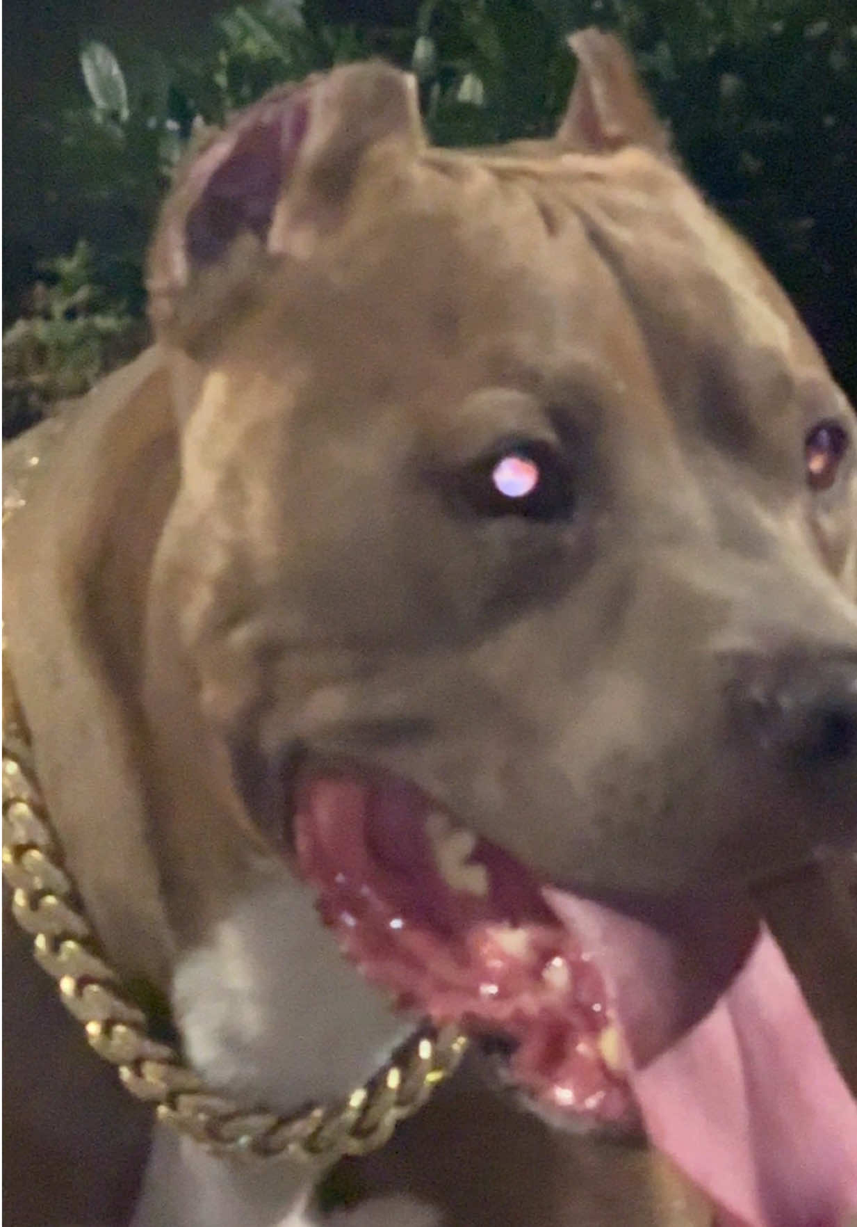 #pitbull #pitbullsoftiktok #pitbulllove #pitbulls #pitbullterrier 