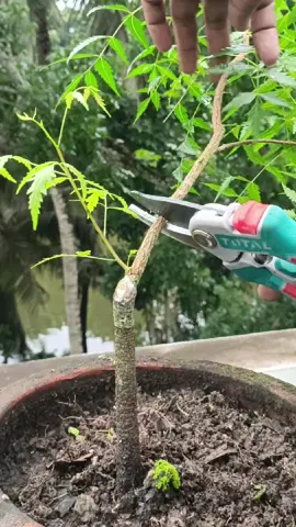 নিম গাছ বনসাই করার চেষ্টা!  #tanvirhobbies #bonsai #bonsaitree 