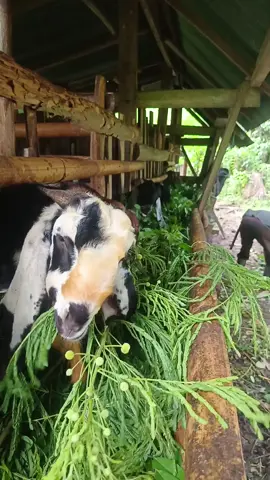 Aminnnnn #bismillahfyp #peternakkambing #peternakpemula #peranakanetawa #jawarandu 