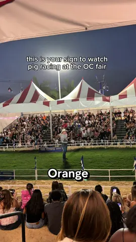 I did not know pig racing was a thing LOL, this was the Alaskan pig racing show at the OC fair 🐽 #orangecounty #ocfair #pigs 