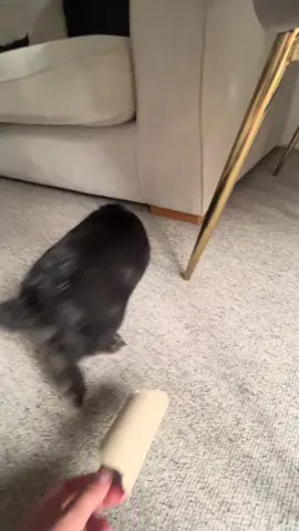 She loves a toilet roll really 😅 #bunny #fyp #cuteanimals #minilop #scared 