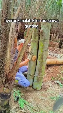 cara nyerbok ora nganggo gunting. #petani #salak #wonosobo #fyp #viral 