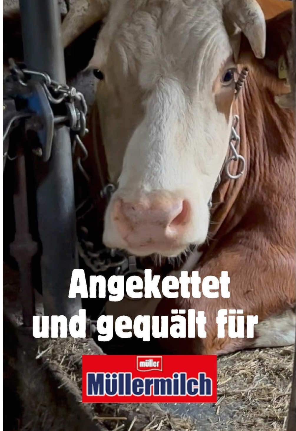 #joghurtmitderkette  Etwa eine Million Rinder leben in Deutschland immer noch in Anbindehaltung 💔 #animalliberation 🐮✊
