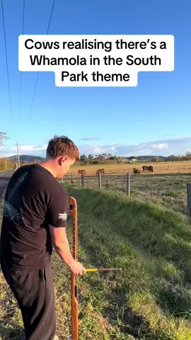 Serenaded some cows with the Whamola @South Park #cows #southpark #viral #music #fyp 
