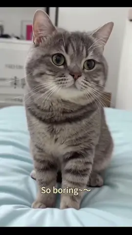 What a boring day today～ #funnycat #cutekitten #petcare 🐾 #catlover #kittycat 