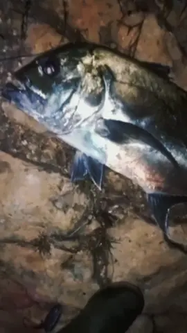 Pemburu prenguknya nya blitar ☠️😎🤝 @Blitar rock fishing  #gerottfishing #mancing #jogjarockfishing #jogjarocktenor #gerottlure #jogja24jam😋 #capurittolure 