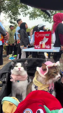Berlari lari kita harini  #powercatpawfectrun 
