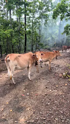 🐮💯🌧️#เด็กเลี้ยงวัว #วัวป่าแพะดินแดง #ฟีดดดシ 