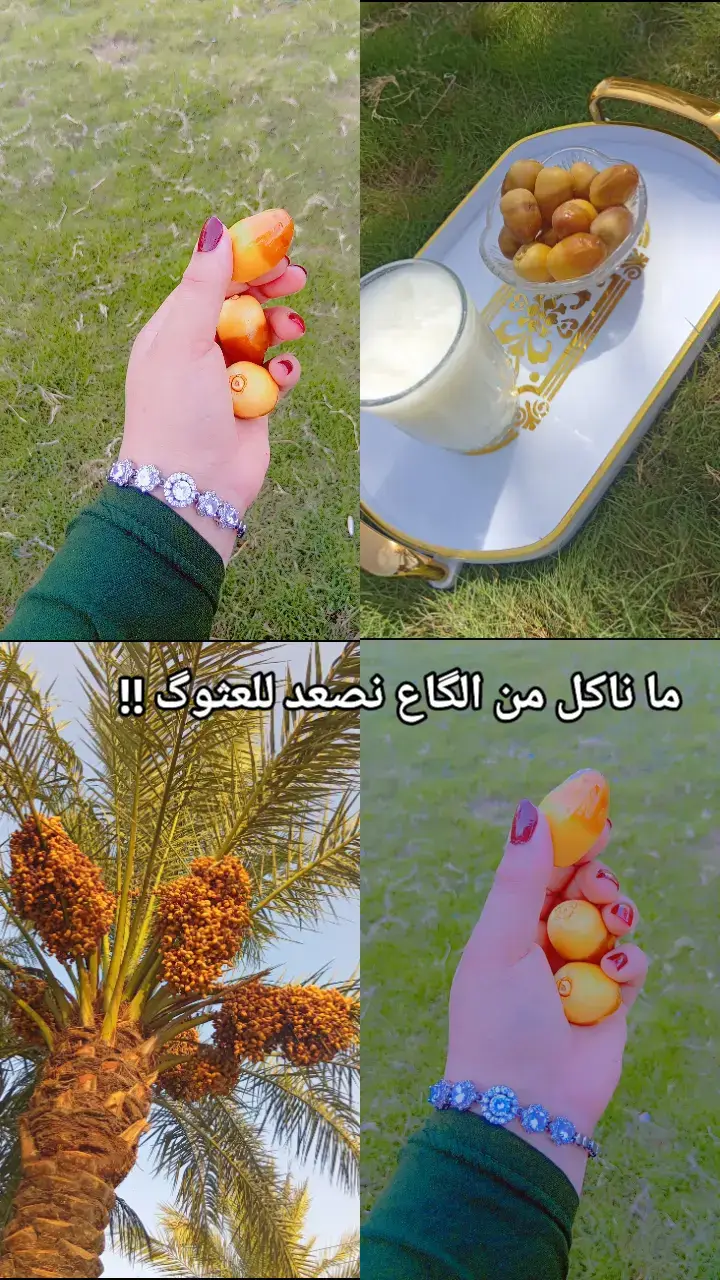 #ما ناكل من الگاع نصعد للعثوگ !!#الفلوجة_بغداد_العراق_الانبار #👑👑👑 