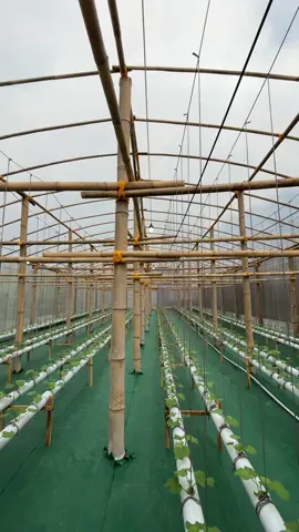 🙌🏻 #petanimuda #greenhouse #melon #hidroponik #masukberanda #xybca #fypage 
