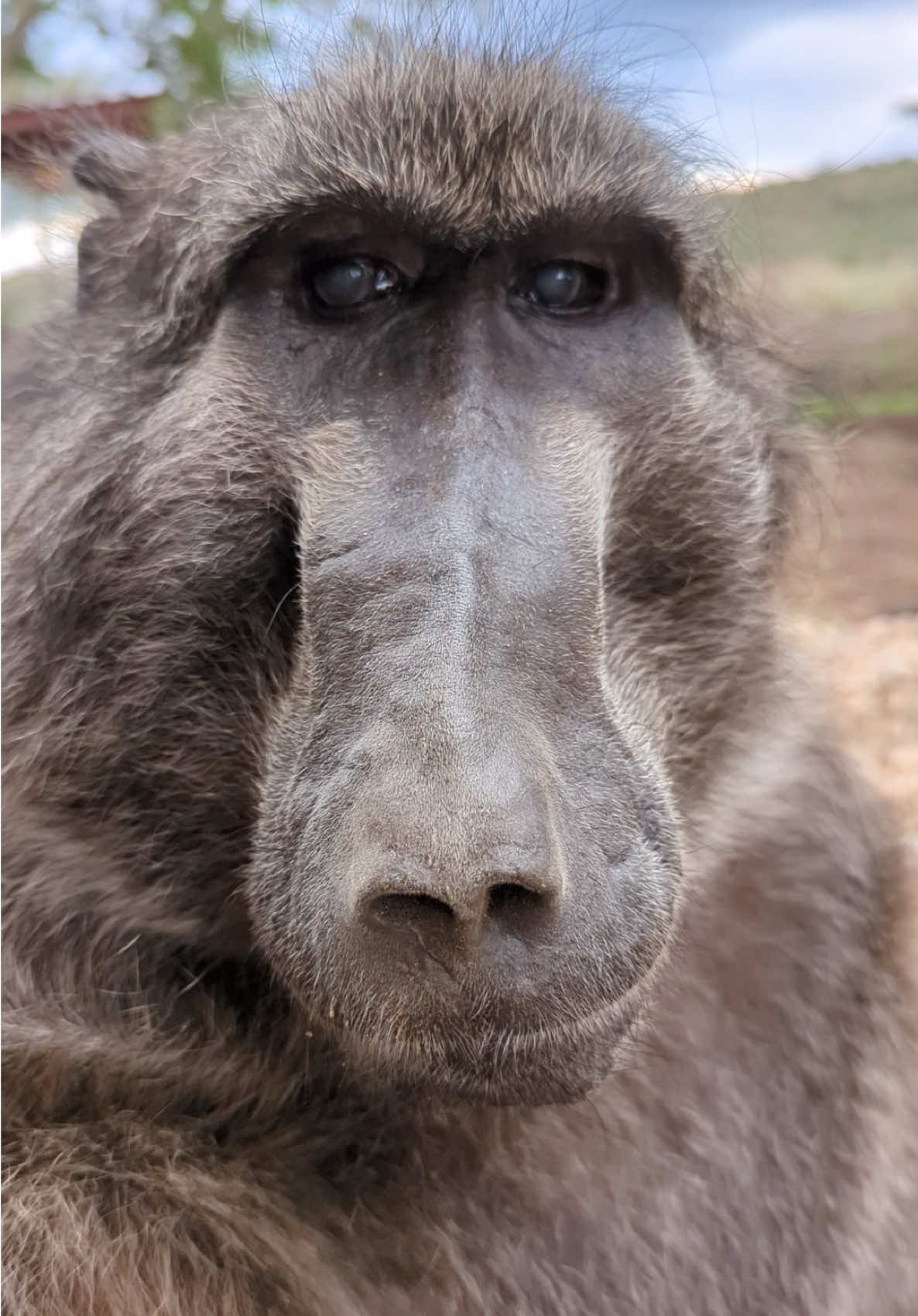 Just here to cleanse your feed 💚 #cindythebaboon #asmr #nature #peaceful 
