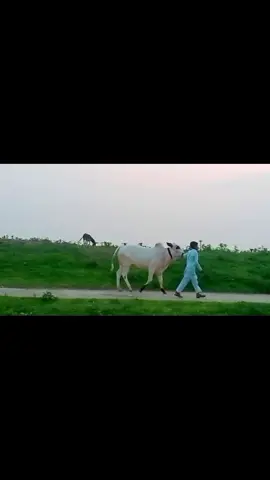 #کنگ کوبرا