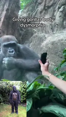 The gorillas at the zoo🤣#funny #gorilla #funnyanimals #zoo #fyp 