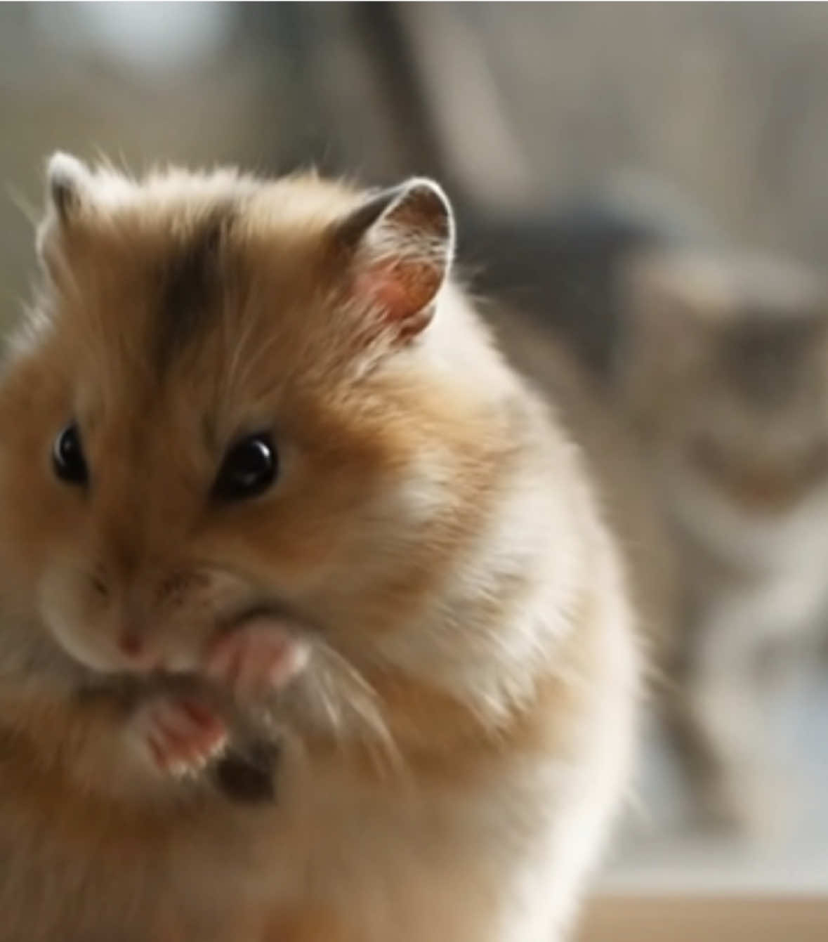 ん？なんか物音がしたでち？🐹🤔⁉️#aiasmr #hamster #ハムスター #ai 