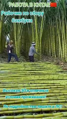 Работа в Китае🇨🇳 По подробностям пишите в ЛС! #работа #рекомендации #реки #хочуврек #хочуврекомендации 