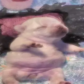 GET A JOB PIBBLE
