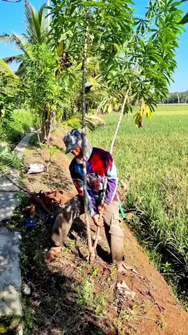 nyabut sampeu wa #dilembur #lemburkuring #cilacap #lagusunda #doelsumbang 