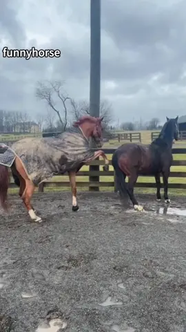 Funny horse #horse #horses #horsesoftiktok #funny #funnytiktok #fpy #fpyシ 