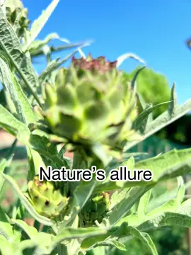 I filmed this artichoke for a while because it was beautiful. When I removed it from my garden, I started thinking about it and I went through the images again 💕I share the result with you. #nature #Lifestyle #circleoflife #humanity #plants #artichoke #carciofi #vita #healthylifestyle #fyp #fibonacci #bees #polination 