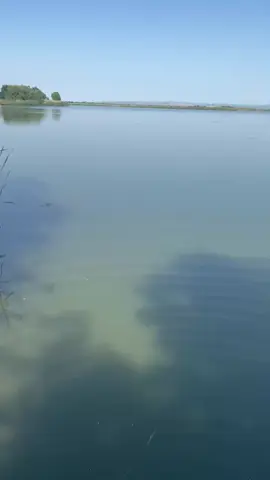 Capturi care bineinteles se iau acasa pe balta Balana!