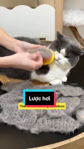 Lược hơi thú cưng, chải lông thú cưng thoải mái #pet #lulupetspa #luocchailongmeo #luocchailongmeo #chailongmeo 
