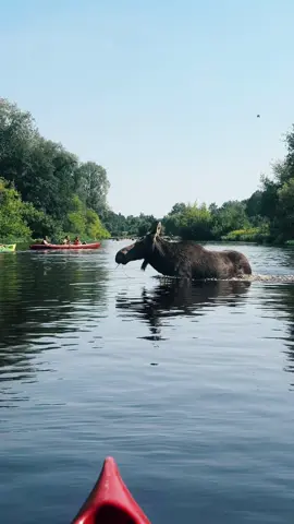 #łoś #moose #kajak #rzeka #river