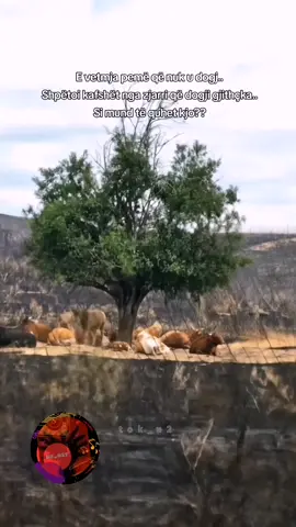 Mrekulli apo koherencë? Në televizion thanë seishte një mrekulli e vogël. Ajo pemë është e vetmja në zonë që u ofron hije bagëtive, dhe duke u strehuar në të, ata e kanë lënë tokën të pastër nga bari, i cili ka vepruar si një pengesë natyrore kundër zjarrit. Nëse do t'i kishin lejuar bagëtitë dhe do t'i kishin pastruar malet, do të kishte shumë më pak zjarre, ose nuk do të kishte fare. Trillimi nuk ekziston, por logjika e shëndoshë po. #shqiptaretneperbote🇦🇱🌍 #albania #vlora #ro_bit #tok_u2 