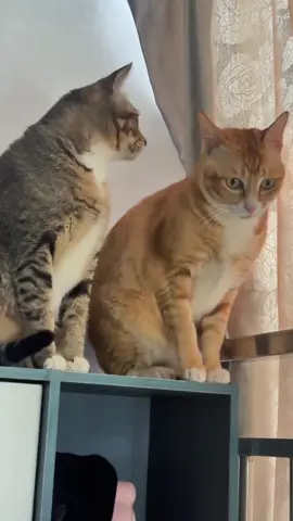 When you have two cats… 🐱 🐱 #catsoftiktok  #fyp  #foryoupage  #funnycats  #cutecat 