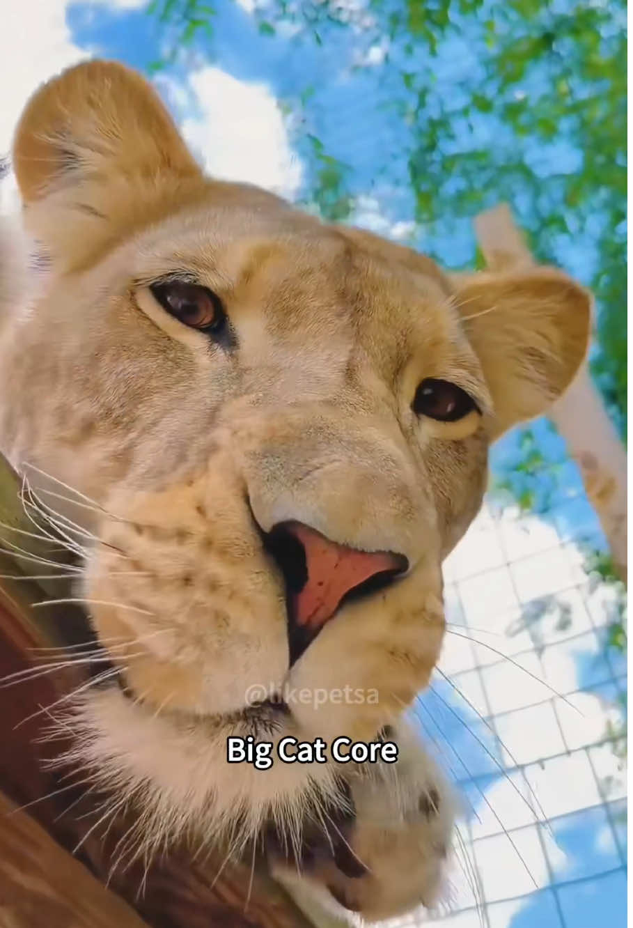 Big Cat Core😼#cat #bigcat #leopard #panther #jaguar