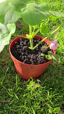 Boost your plants naturally! 🥚🍋 With just eggshells and lemon juice, you can create a powerful homemade calcium fertilizer. Stronger roots, healthier leaves, and better harvests! 🌱 #organicgardening #gardeningtips #eggshellfertilizer #plantnutrition #gardeninghacks 