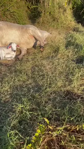 a hora que o caltry fica baqueado tá aí em