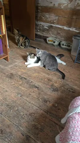 Happy Caturday! -Waylay, Mouse & Not Tina #CabinLife  #MaineCoonCat  #LogCabin  #RussianBlue  #CatBath 