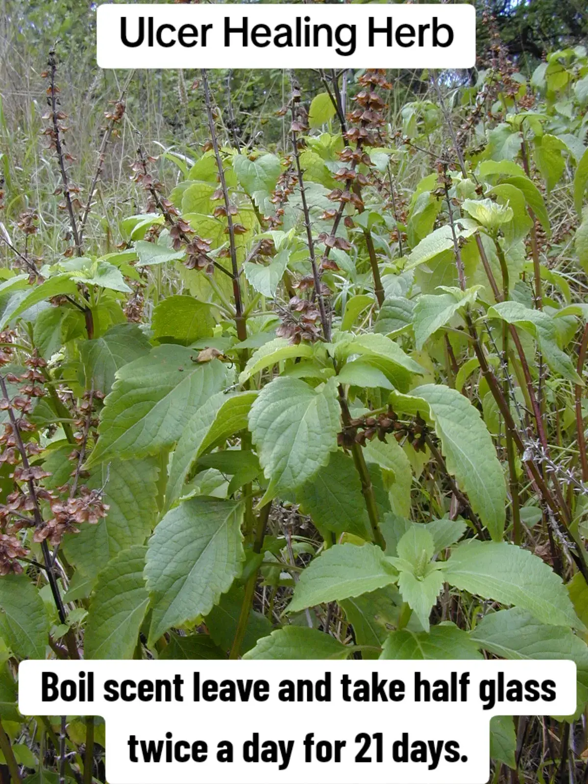 #creatorsearchinsights #ulcer #healingherbs #homeremedy #fypシ゚viral 