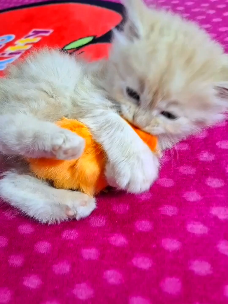 funny kitten with chick  #funny_cat_with_chick #cats  #funny_animals #funnykitten  #kitten 