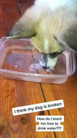 Different Ways Dogs Drink Water🤣🤣#dog#funny#funnyanimals#funnypets#animals #dogsofttiktok #pet #foryou #longervideos