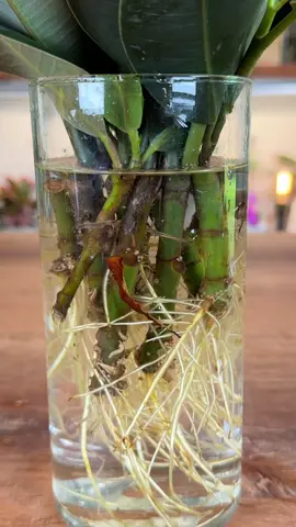 I looked over at my rubber plant 🪴and it was screaming to be pruned. Fortunately, I was able to get enough cuttings to propagate some in potting mix and the rest I propagated in water. After two months, I’ve just made occasional water changes, left it under bright indirect light, and It was full of roots. Here’s how I did it.  ✂️ I started by removing each stem with clean pruners.  Making sure to leave at least one leaf on each stem left on the mother plant. Then I removed, from each cutting, the leaves towards the bottom of the stem.  💦I then filled a jar with tap water and dripped the cuttings inside.  🫙During this time I just added water when the levels dropped and changed the water when it got too murky.  🥄A week after roots appeared I started to add a low rate of Foliage Pro to get them to grow.  #rubberplant #houseplants #plants #ficuselastica
