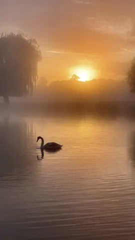 Sunrise #sunrise #naturevideos #londontiktok #nature #naturetiktok 